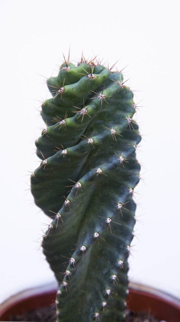 CEREUS FORBESII SPIRALIS - Image 2